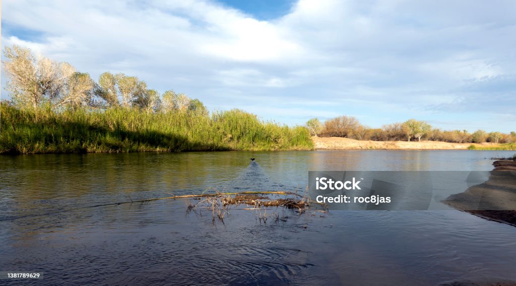 Duck takeoff on the Colorado River View of the banks of the Colorado River and West Wetlands Park, Yuma, Arizona. Arizona Stock Photo