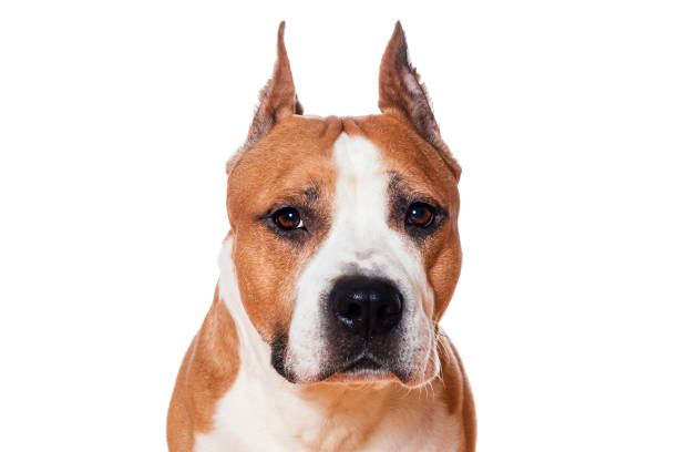 dog american staffordshire terrier brown color closeup isolated on white background - dog head shot imagens e fotografias de stock