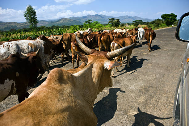 istock Road scene with cows in Ethiopia 138179091