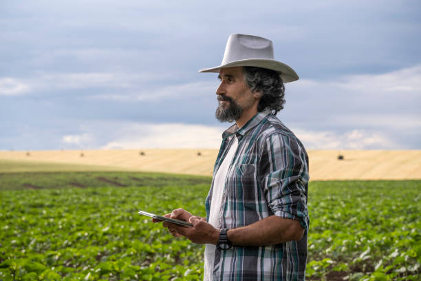 istock Farmer with tablet examining sunflower seedlings in a field. 1381793555
