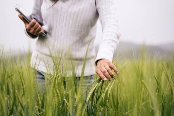 farmer woman with digital tablet examining wheat plants. - esg stockfoto's en -beelden
