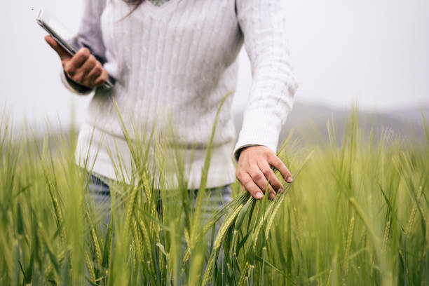 Farmer woman with digital tablet examining wheat plants.