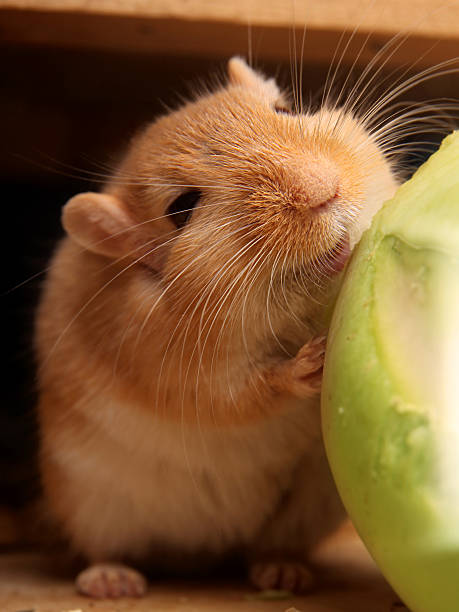 lächeln rennmaus - hamster eating rodent pampered pets stock-fotos und bilder