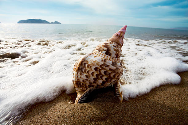 conchiglia sulla spiaggia con onde - queen conch foto e immagini stock