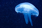 Blue jellyfish floating in the water gently