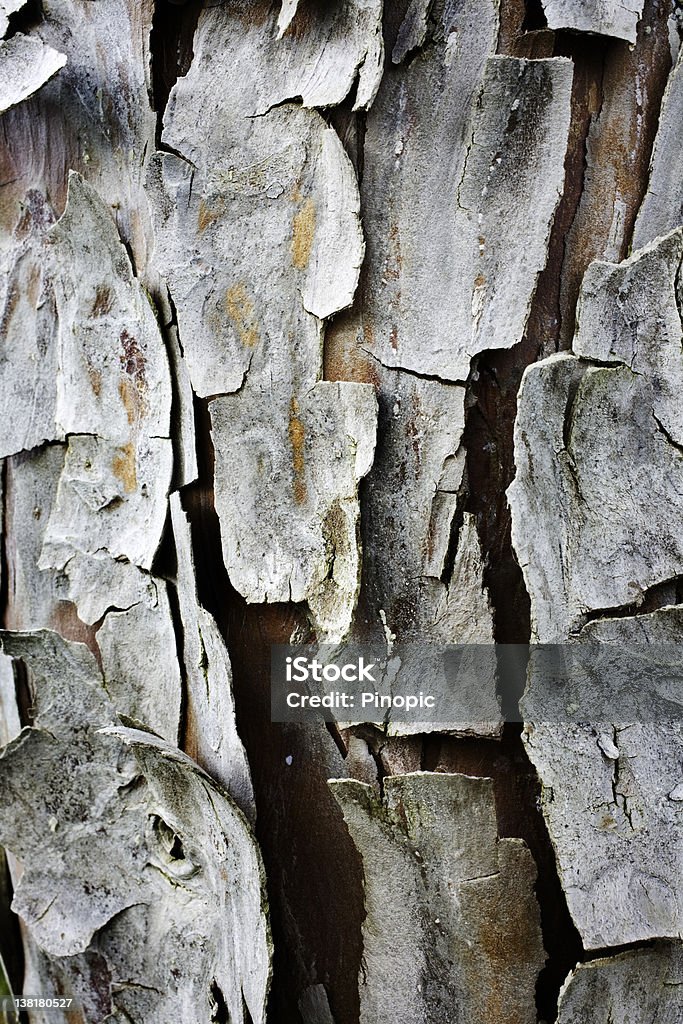 Thuja Trunk Thuja (pronounced Thuya) is a genus of coniferous trees in the Cupressaceae (cypress family). Abstract Stock Photo