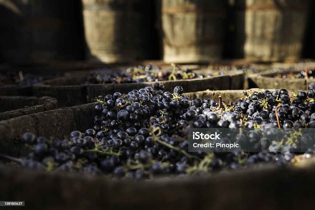 Grenache uvas para que vino - Foto de stock de Uva libre de derechos