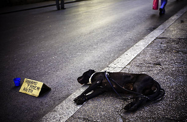 istock Dog begging for food 138181841