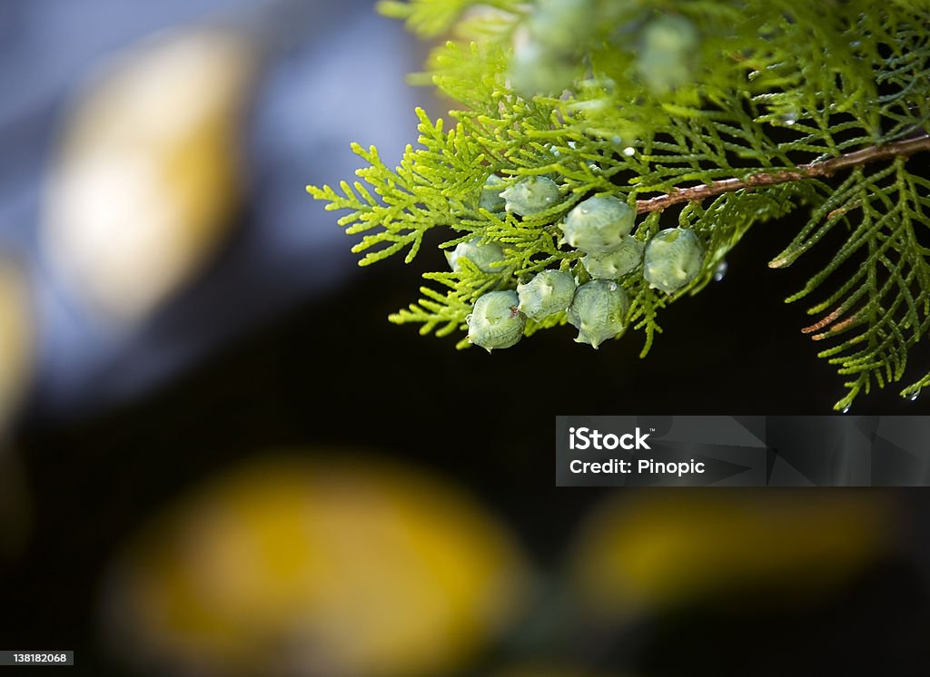 Outono mood- cypress ramo detalhe - Royalty-free Amarelo Foto de stock