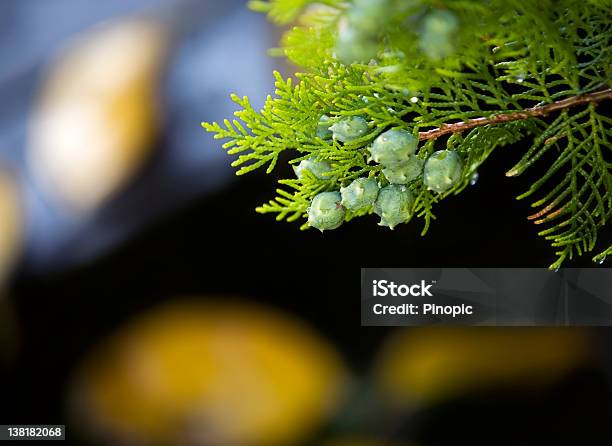 Outono Mood Cypress Ramo Detalhe - Fotografias de stock e mais imagens de Amarelo - Amarelo, Ao Ar Livre, Beleza natural
