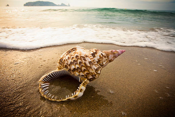 istock I wish you were here Lonely conch at beach 138182221