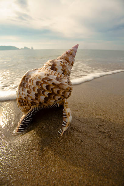 istock Love holidays Conch shell at a beach 138182223
