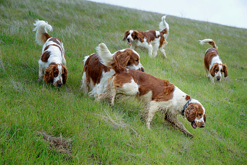 Five happy Welsh Springer Spaniel dogs running together in tall green meadow grass.