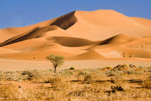 Namib desert red dunes and bushes in Namibia. Sand flying can be seen on the edges of the dunes.
