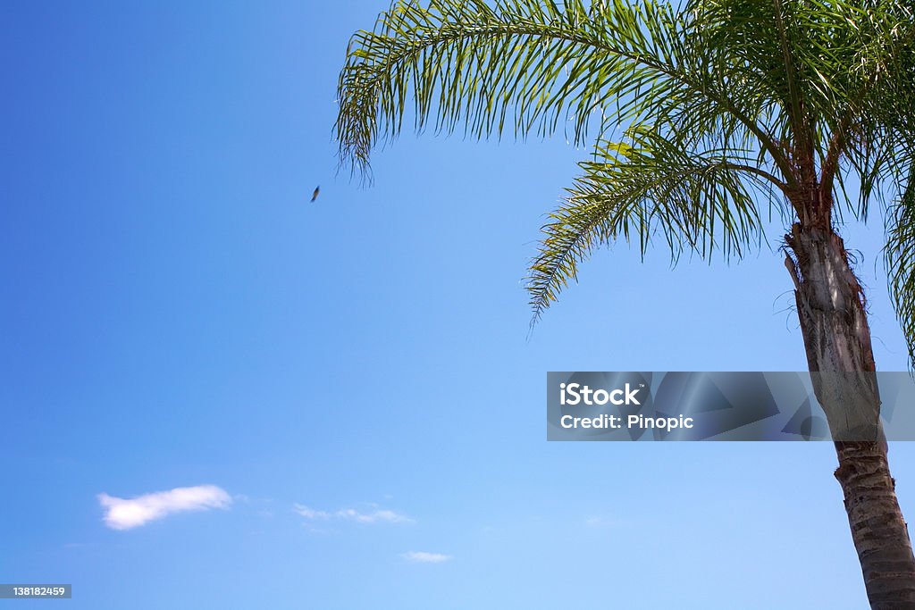 Yucca albero e blu cielo - Foto stock royalty-free di Palma