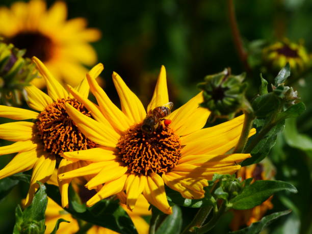 A Bee on California Brittlebush stock photo