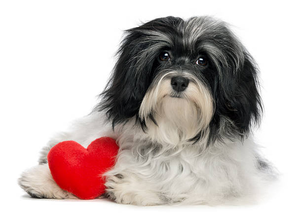 istock Lover Valentine Havanese puppy dog 138183065