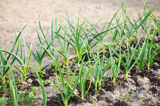 Green garlic grow in the ground with fertilizer in the open air