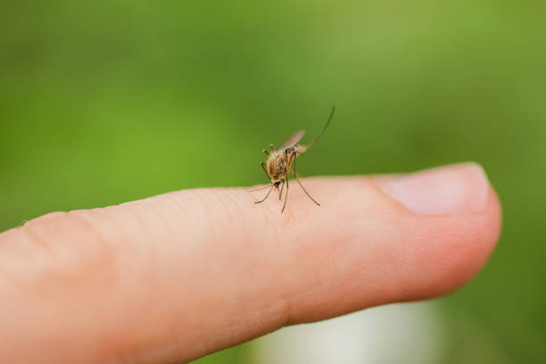 A mosquito drinks blood on a finger on a summer green background. stock photo