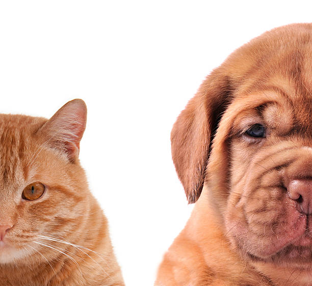 istock Cat and Dog - half of muzzle close up portraits 138184044