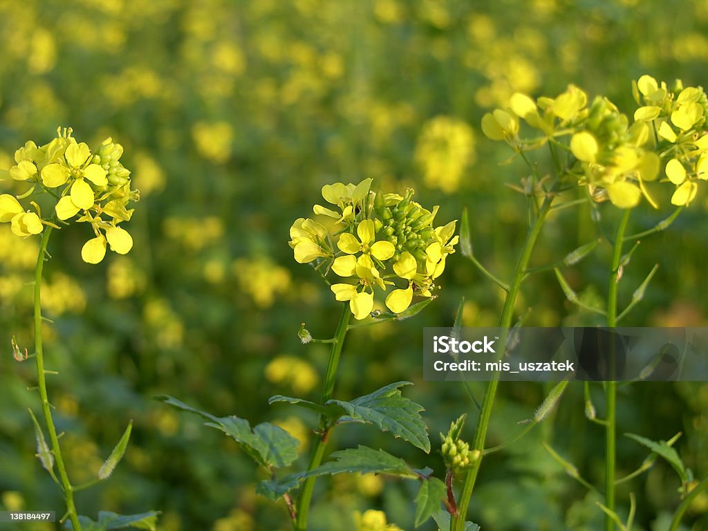 Rape Field of rapeseed oil crop Agricultural Field Stock Photo