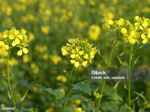 Rape Stock Photo - Download Image Now - Agricultural Field, Agriculture, April