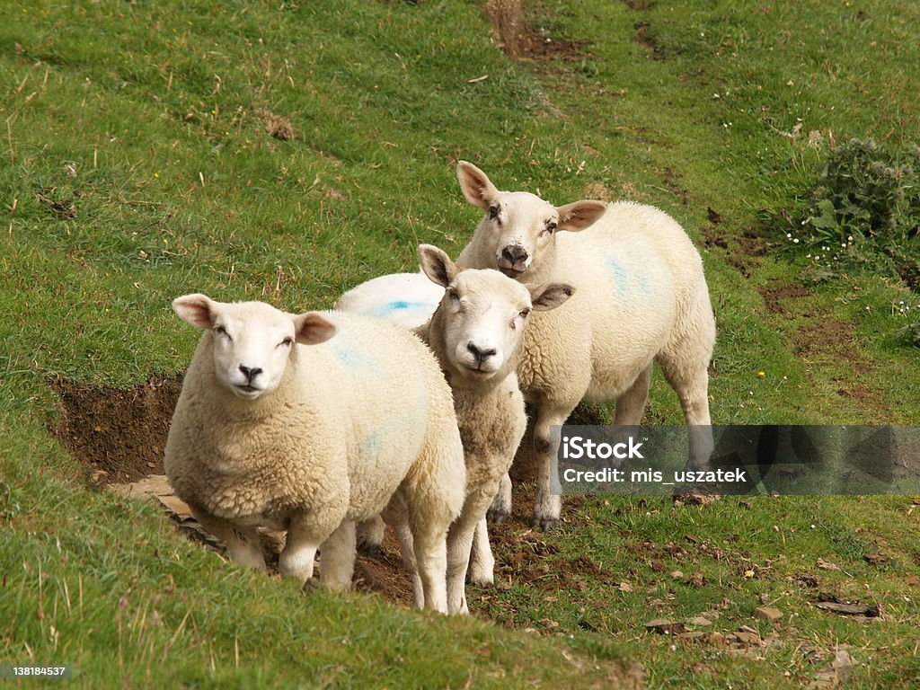 sheeps - 로열티 프리 양 스톡 사진