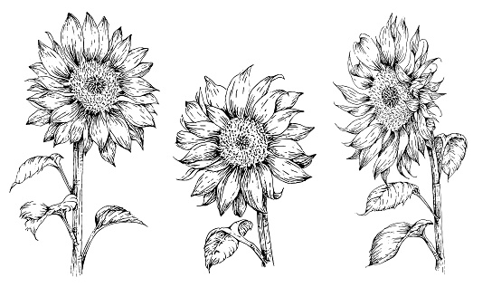 sunflowers illustration in engraved style