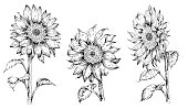 istock sunflowers illustration in engraved style 1381847219