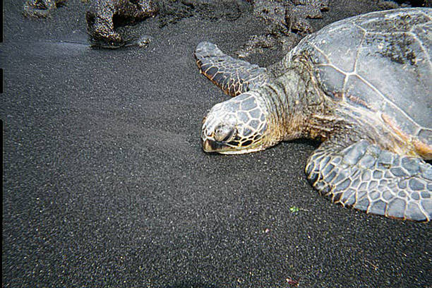 istock Green sea turtle on a black sand beach in Hawaii 1381851617