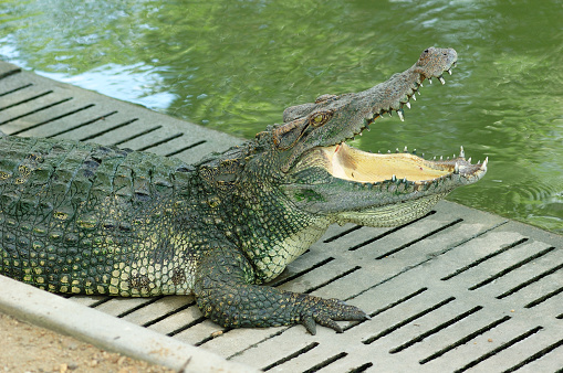 Crocodile in farm in Thailand.