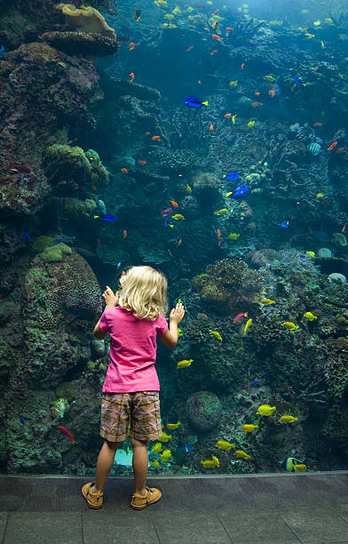 Girl at Aquarium Glass stock photo