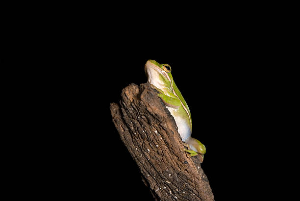 Rana di albero verde sulla filiale - foto stock