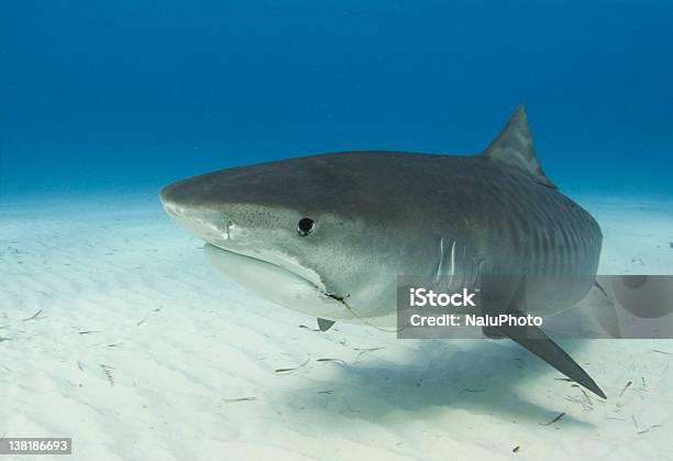 Tiger Shark Closeup Profile Stock Photo - Download Image Now - Tiger Shark, Close-up, Animal