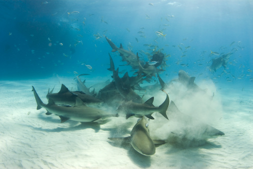 A frenzy of sharks stir up the white bottom as they battle for their share of food.