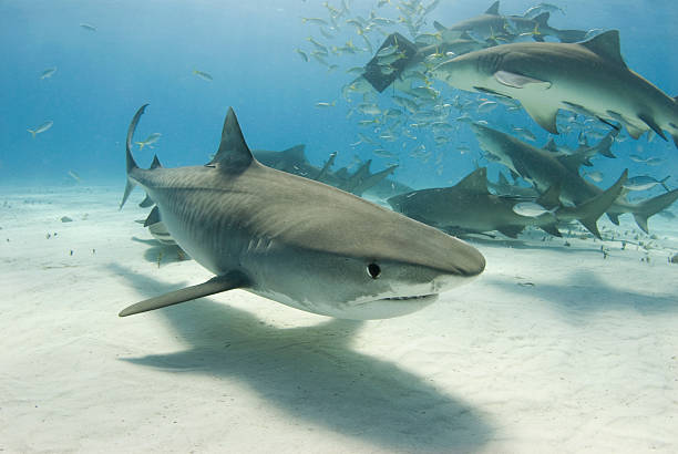 cá mập hổ với frenzy - đàn cá nhóm động vật hình ảnh sẵn có, bức ảnh & hình ảnh trả phí bản quyền một lần