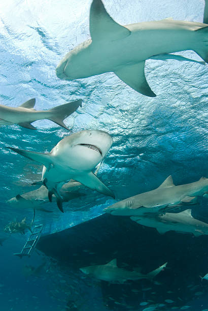 istock Lemon Sharks Behind Boat 138186730