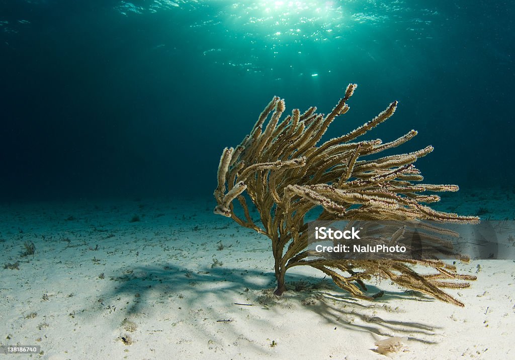 Swaying Soft Coral A lone soft coral swaying in the current on the ocean floor with the sun shining through the surface. At The Bottom Of Stock Photo