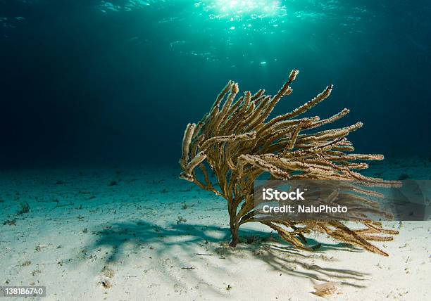 Swaying Soft Coral Stock Photo - Download Image Now - At The Bottom Of, Atlantic Ocean, Bahamas