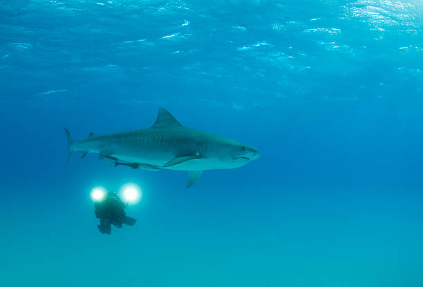 Videographer with Tiger Shark stock photo