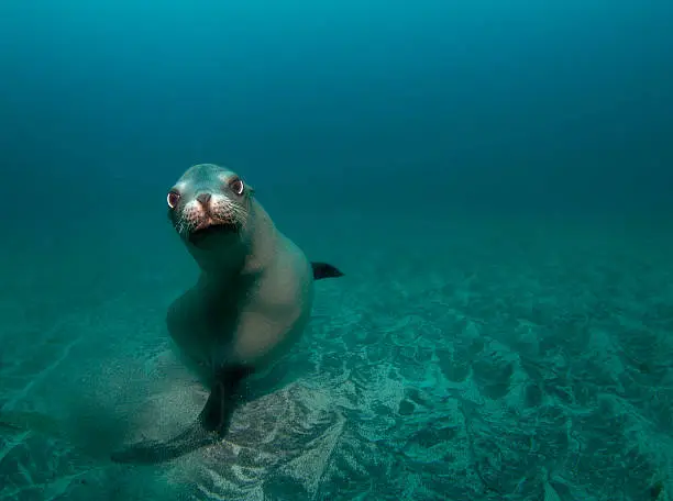 A curious California Sea Lion (Zalophus californianus) looks at the camera while swimming underwater
