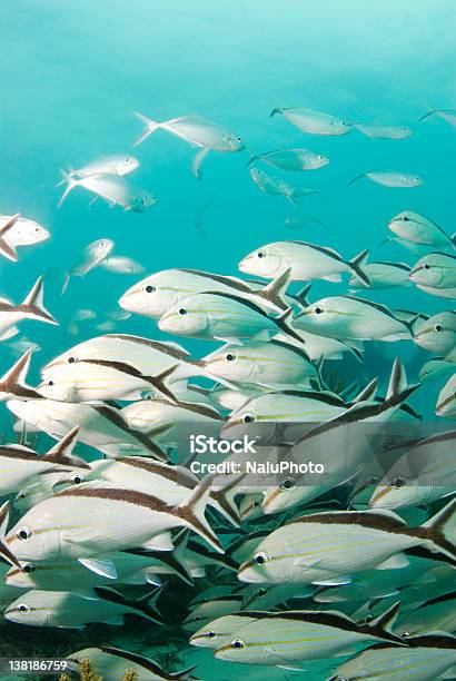 Cottonwick Grunts Stock Photo - Download Image Now - Grunt Fish, Animal, Atlantic Ocean
