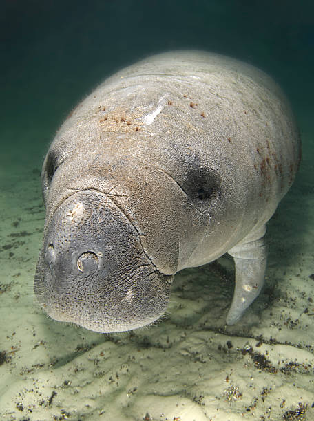 Manatee Portrait Above An endangered Florida manatee (Trichechus manatus latirostrus) rests underwater in the springs of Crystal River, Florida trichechus manatus latirostrus stock pictures, royalty-free photos & images