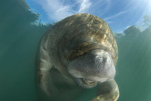 Laughing Manatee An endangered Florida Manatee (Trichechus manatus latirostrus) seems to laugh in the springs of Crystal River, Florida with the blue skies showing through the surface. trichechus manatus latirostrus stock pictures, royalty-free photos & images