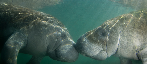 Two endangered Florida Manatee (Trichechus manatus latirostrus) nose to nose as the sun shines down on them in the springs of Crystal River, Florida