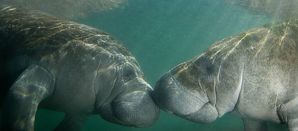 Kissing Manatees Two endangered Florida Manatee (Trichechus manatus latirostrus) nose to nose as the sun shines down on them in the springs of Crystal River, Florida freshwater photos stock pictures, royalty-free photos & images