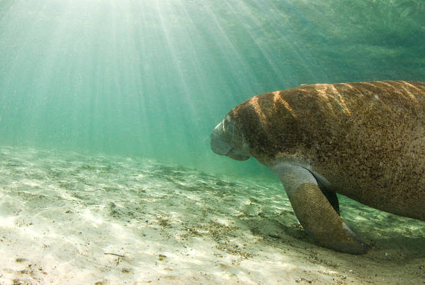 Manatee with Sunrays An algae covered Manatee (Trichechus manatus latirostrus) swims towards the shining sun in the springs of Crystal River, Florida manatus stock pictures, royalty-free photos & images