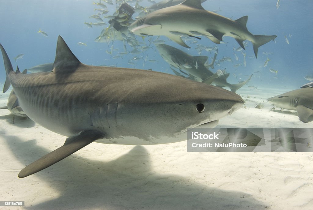 Tiger Shark mit Frenzy 2 - Lizenzfrei Tigerhai Stock-Foto