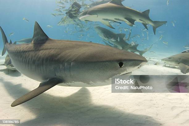 Con Tiger Shark Frenesí 2 Foto de stock y más banco de imágenes de Tiburón alecrín - Tiburón alecrín, Banco de peces, Tiburón
