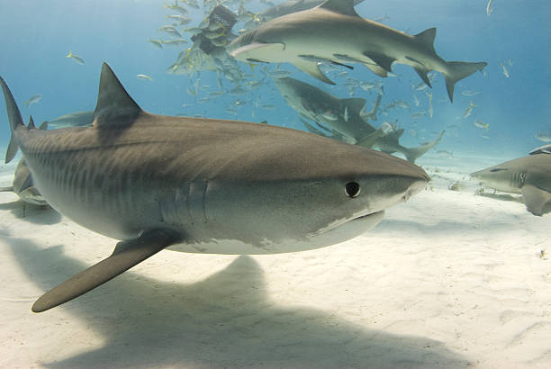 Tiger Shark with Frenzy 2 stock photo